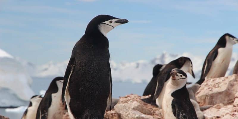 Wildlife Antarctica Cruise