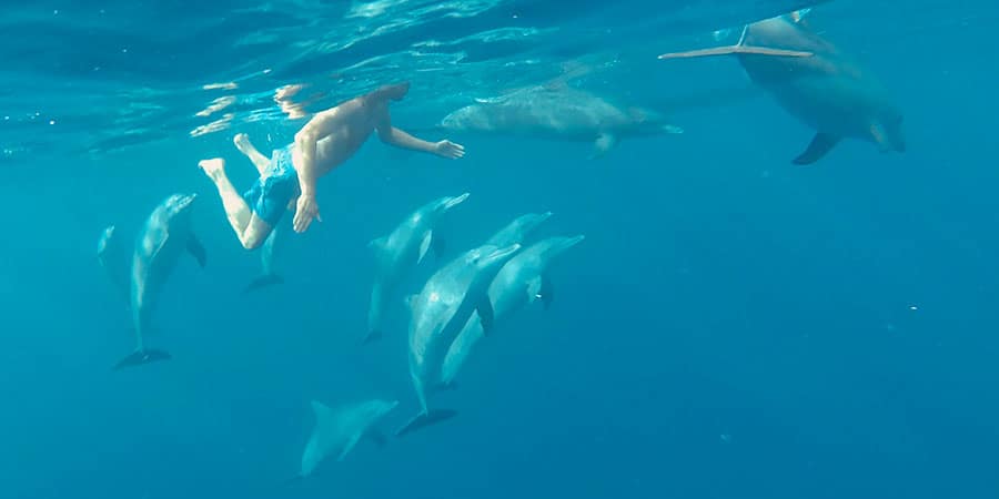 Swimming with Bottlenose Dolphins Le Morne Mauritius Beachcomber Paradis