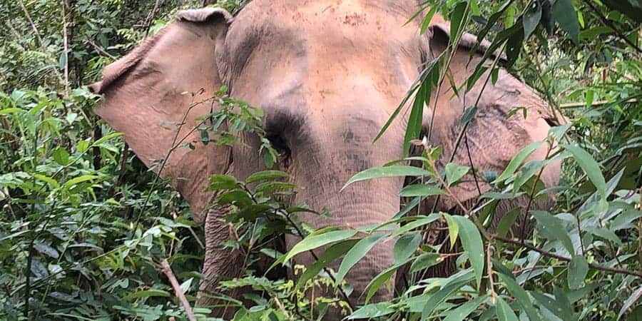 Chang Chill Elephant Sanctuary Intrepid Explore Northern Thailand