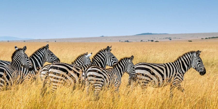 Kenya Safari Honeymoon