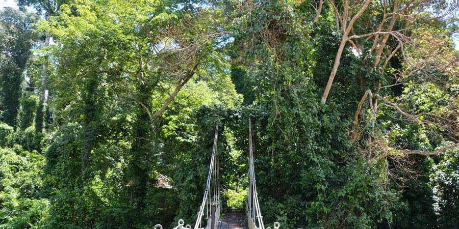 Borneo-Jungle