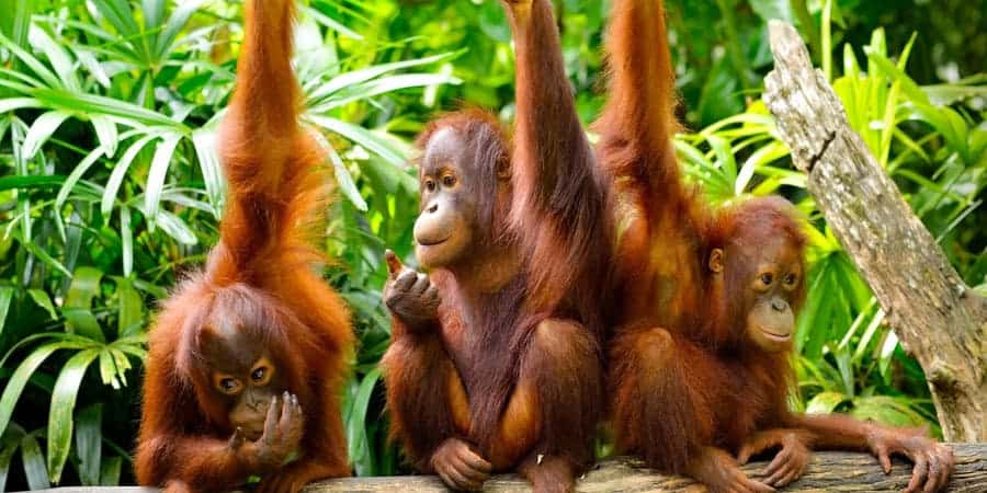 Borneo-Wildlife-Adventure