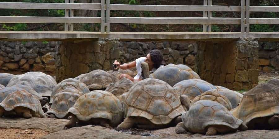 Giant-Tortoise-Mauritius