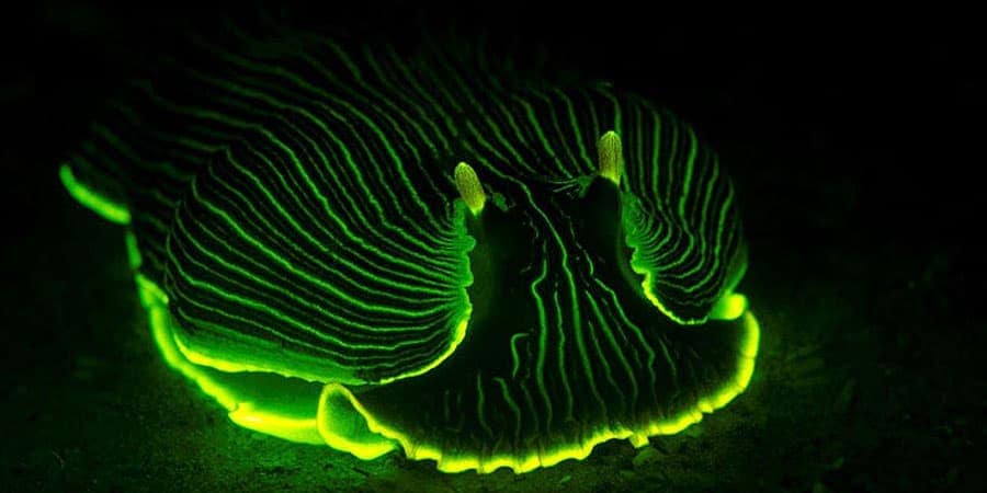 LUX-Glow-in-the-dark-swimming