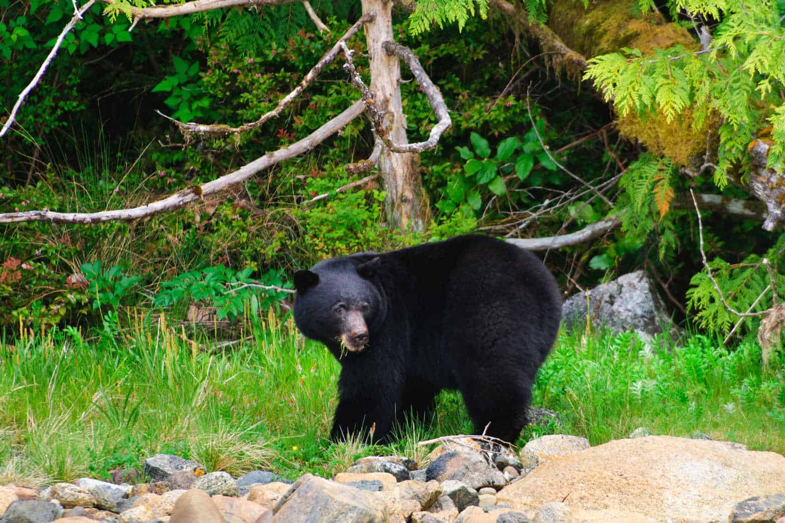 British Columbia Wildlife Tour​ - Canada​