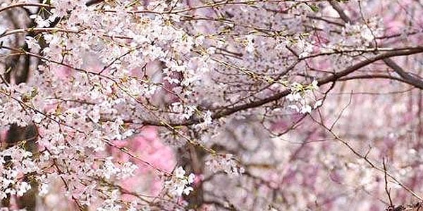 Cherry-Blossoms2