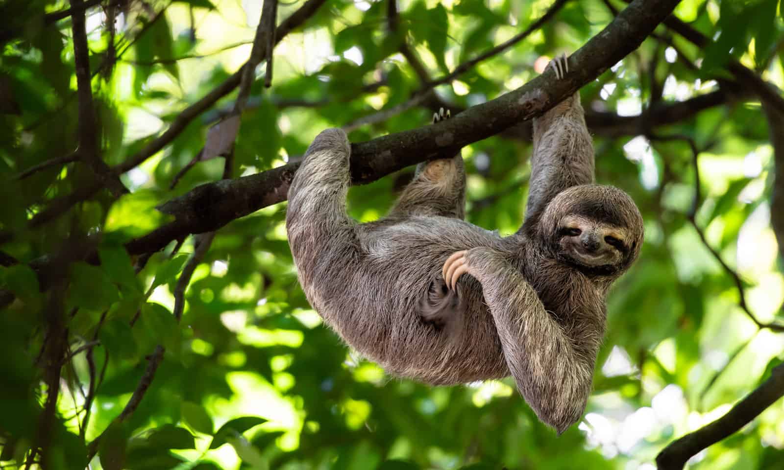 Costa-Rica-Sloth