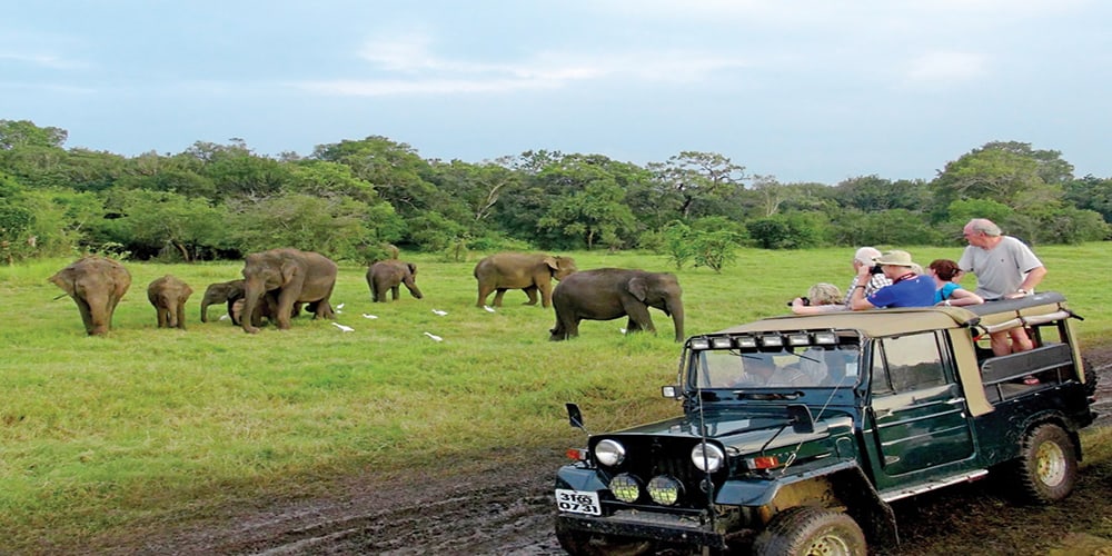 jeep-safari-in-minneriya-national-park-sri-lanka