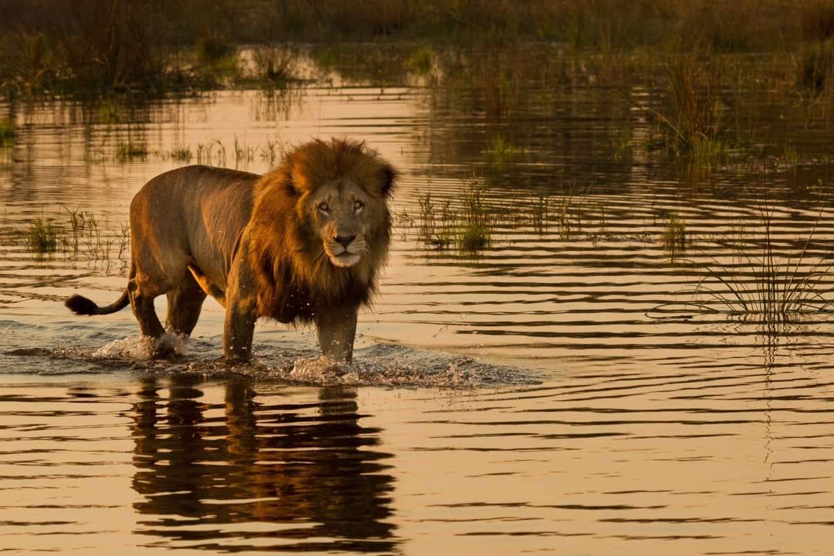 Lion-Botswana-shstck