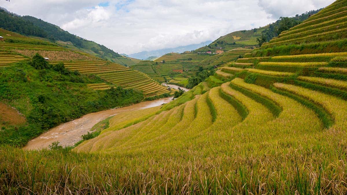 Mu Cang Cha Vietnam Rice Fields