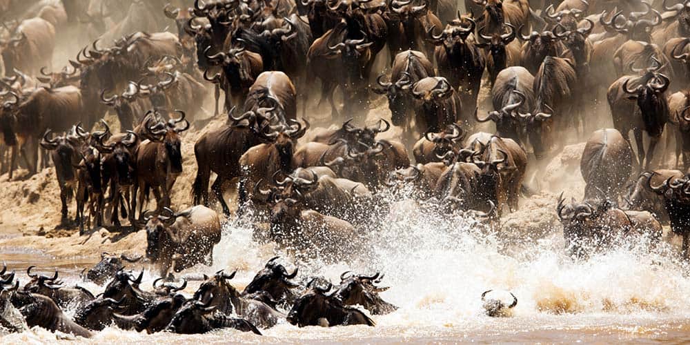 Wildebeest Migration Kenya Maasai Mara