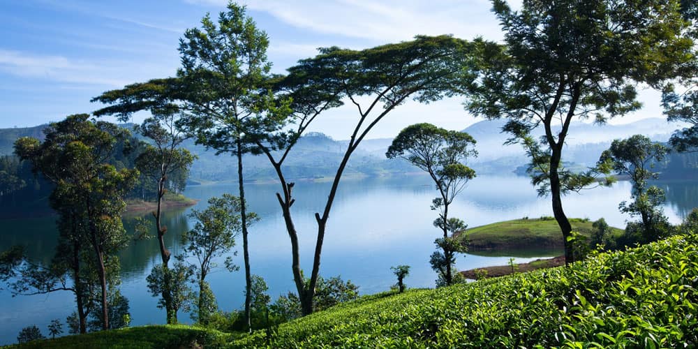 Sri-Lanka-Tea-Plantation
