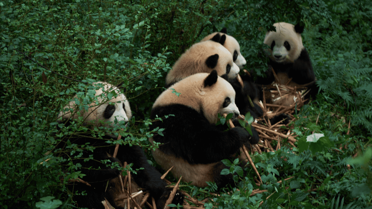 Dujiangyan Panda Base - China