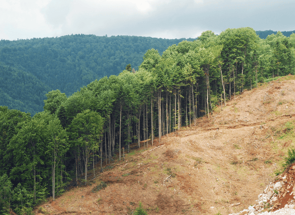 Deforestation - Sustainability
