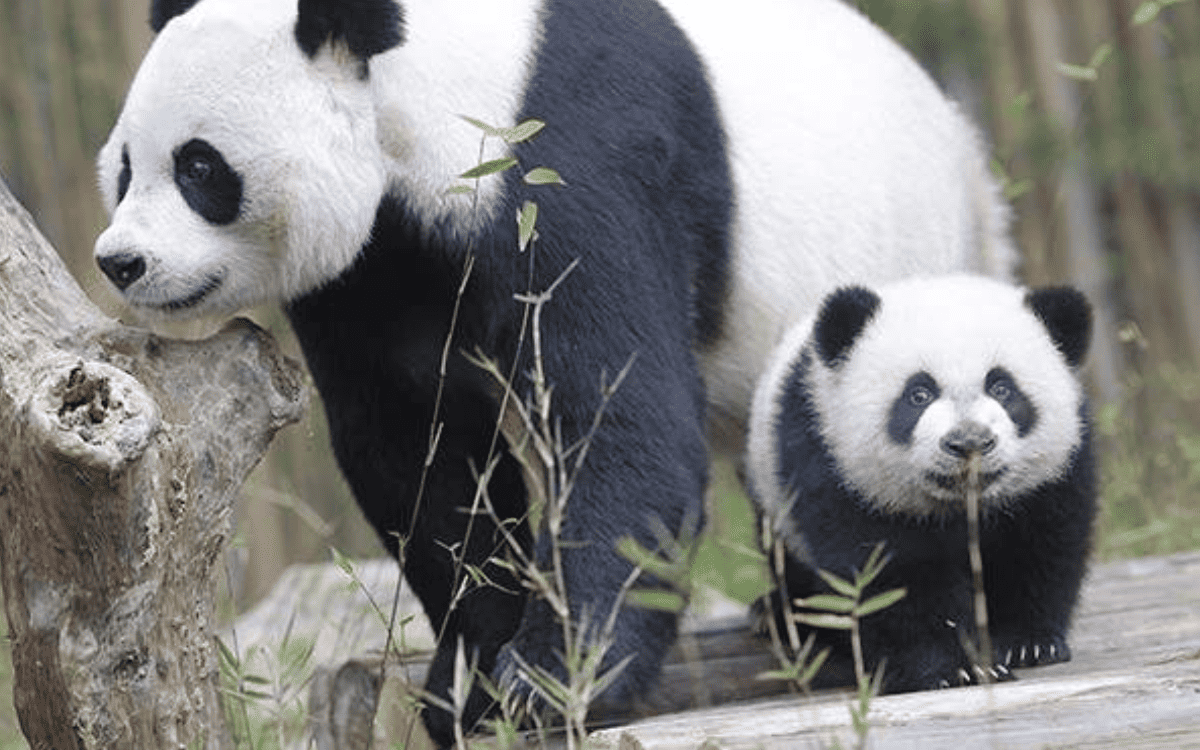 In pursuit of Pandas - China