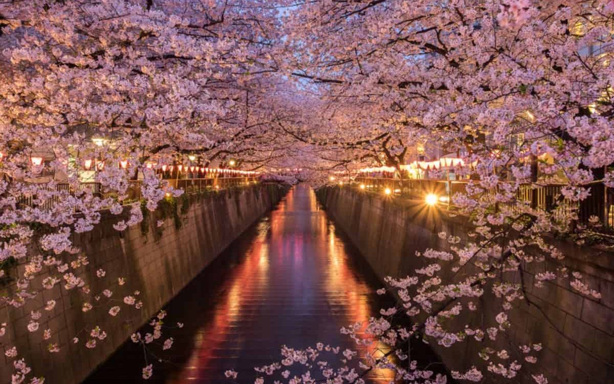 Japan's Cultural Treasures - Cherry Blossom