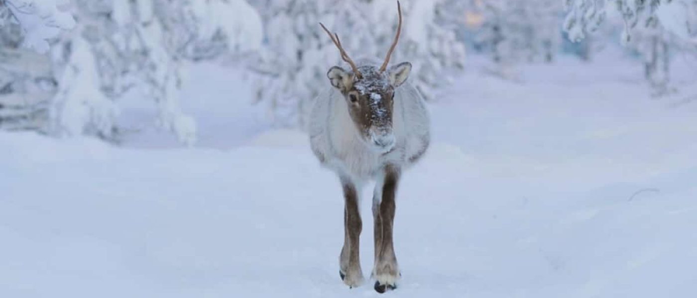 Octola-Private-Wilderness-Finland-Reindeer
